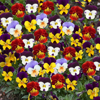 Visuel 1 du produit Pensee et Viola - La jardinière