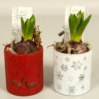 Visuel 1 du produit Jacinthe en pot déco de 9 cm