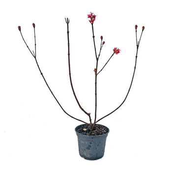 Visuel 1 du produit Viburnum Farreri (Viorne Farreri) 50/60 en pot de 3 L vert