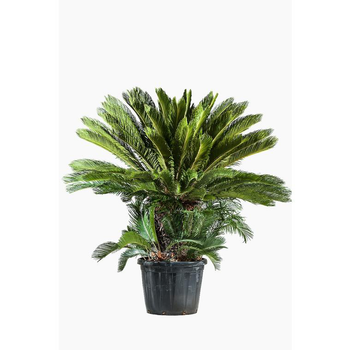 Visuel 1 du produit Cycas Revoluta ou faux palmier vert en pot de 110 L