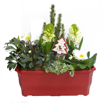 Visuel 1 du produit Jardinière de Noël 40 cm - La jardinière de 40 cm