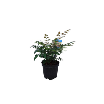 Visuel 1 du produit Nandina Domestica Gulf Stream rouge en pot