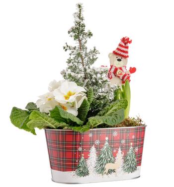 Visuel 1 du produit Jacinthe blanche. Le pot hauteur 9 cm en zinc décor écossais.