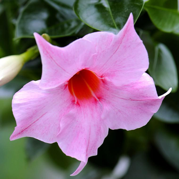 Visuel 1 du produit Dipladénia palissé coloris variés. Le pot de 1 litre