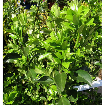 Visuel 1 du produit Euonymus Japonicus ou Fusain du Japon vert 40/60 cm en pot de 10 L