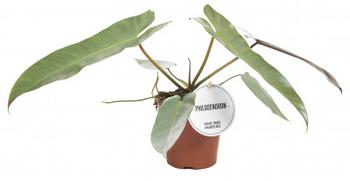 Visuel 1 du produit Philodendron Atabapoense. Le pot de Ø 12 x H 25 cm
