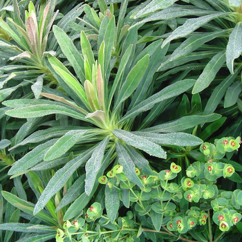 Visuel 1 du produit Euphorbia - Le pot de 4 litres