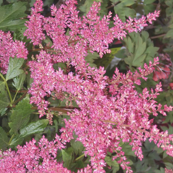 Visuel 1 du produit Astilbe 'Bressingham Beauty' - Le pot de 2 litres
