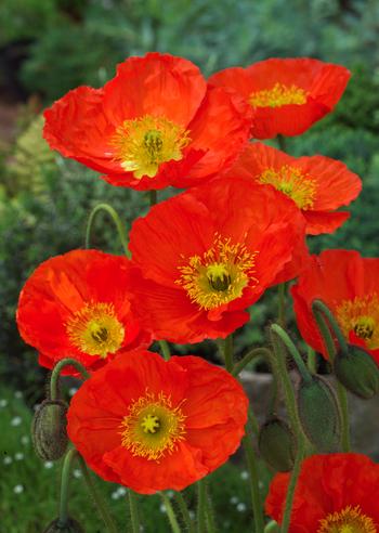 Visuel 1 du produit Pavot d’Islande rouge - Le pot de 2 litres