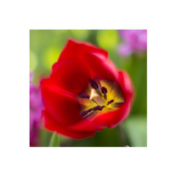 Visuel 1 du produit Tulipe. Le pot de 13/15 cm