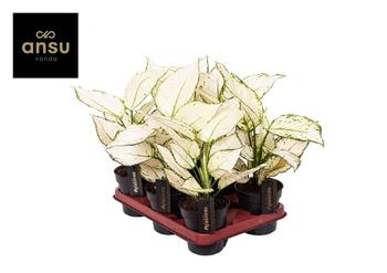 Visuel 1 du produit Aglaonema white joy. Le pot de Ø 12 x H 40 cm