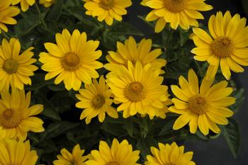 Visuel 1 du produit Héliopsis SOLE D’ORO - Le pot de 2 litres