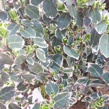 Visuel 1 du produit Euonymus Fortunei Emerald Gaiety panaché blanc ¼ Tige pot déco de 6 L