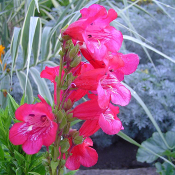 Visuel 1 du produit Penstemon. Le pot de 12 cm