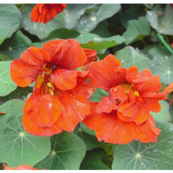 Visuel 1 du produit Capucine Espallier - Le pot de 21 cm