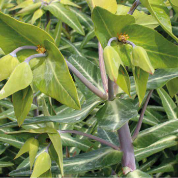 Visuel 1 du produit Repousse les taupes Bio - Le pot Biodégradable de 10.5 cm