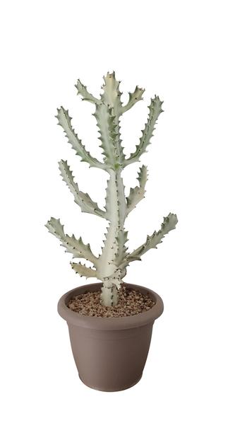 Visuel 1 du produit Cactus mix botanic®. Le pot de Ø 40 cm