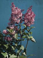 Visuel 1 du produit Lilas