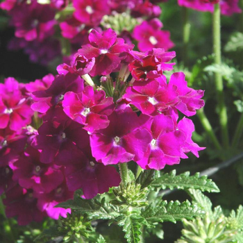 Visuel 1 du produit Verveine érigée - Le pot de Ø 9-12 cm