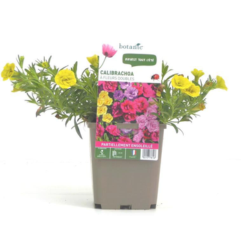 Visuel 1 du produit Calibrachoa double - Le pot de 9 x 9 cm