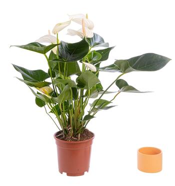 Visuel 1 du produit Anthurium. Le pot de Ø 17 cm