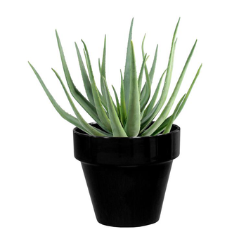 Visuel 1 du produit Pot horticole en terre cuite émaillée Noir - D10 x H8.5