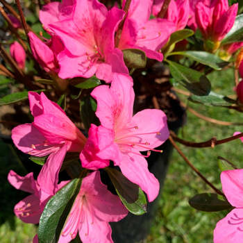 Visuel 2 du produit Azalée Japonaise (Azalea Japonica) 40/50 rose. Le pot de 7 litres