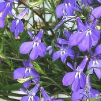 Visuel 1 du produit Lobélia retombants - Le pot de 10.5 cm