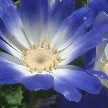 Visuel 1 du produit Cineraire Senetti - Le pot de 13 cm