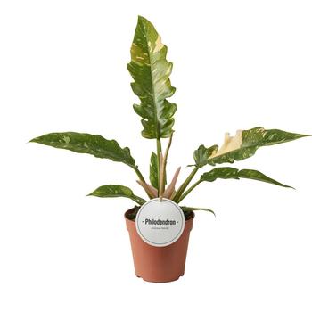 Visuel 1 du produit Philodendron Ring of Fire. Le pot de Ø 12 x H 15 cm