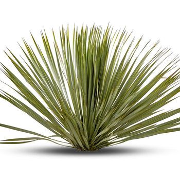 Visuel 1 du produit Yucca Rostrata en pot de 35 L