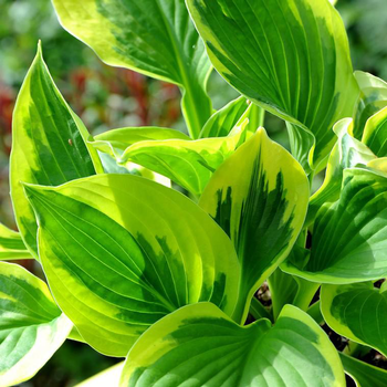 Visuel 1 du produit Hosta queen josephine verte en pot de 2 L