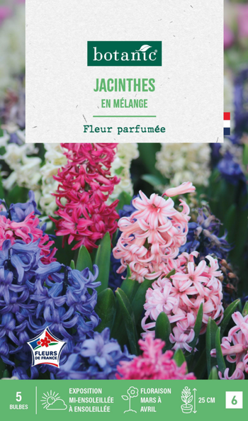 Visuel 1 du produit Jacinthe en mélange botanic® - 5 bulbes