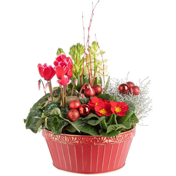 Visuel 1 du produit Composition de Noël multicolore pot en zinc rouge et or