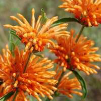 Visuel 1 du produit Léonotis - Le pot de 2 litres