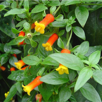 Visuel 1 du produit Manettia Tippi - Le pot de 1 litre