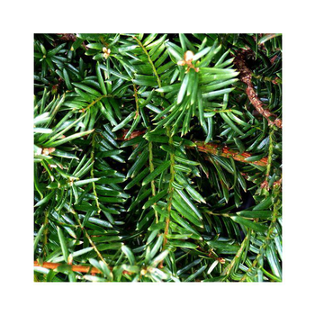 Visuel 1 du produit If commun vert. 60/80 cm