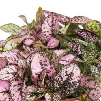 Visuel 1 du produit Hypoestes - Le pot de 10,5 cm