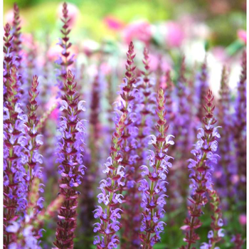 Visuel 1 du produit Salvia Nemorosa - Le pot de 3 litres