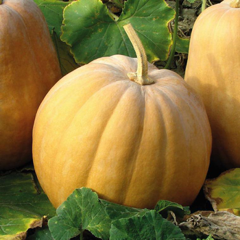 Visuel 1 du produit Mini Courge Muscade De Provence Carat Bio. Le pot de 9x9 cm