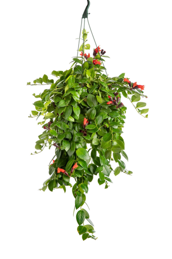 Visuel 1 du produit Aeschynanthus Mona Lisa vert. La suspension Ø 14 cm