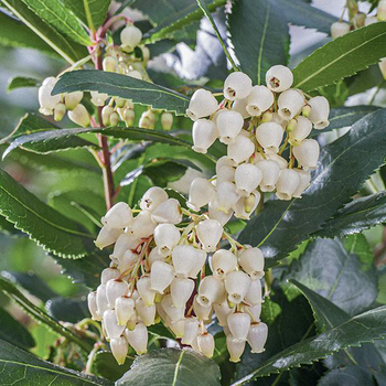 Visuel 1 du produit Arbousier blanc. Le pot de 7L