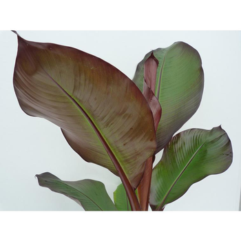 Visuel 1 du produit Musa Sikkimensis Red Tiger XL en pot de 24 L