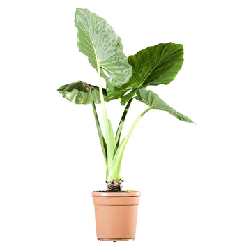 Visuel 1 du produit Alocasia Macrorhysa - Le pot de 2 litres