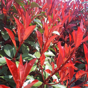 Visuel 1 du produit Photinia Carré Rouge. Le pot de 10 litres