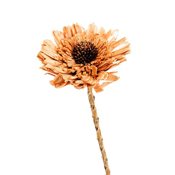 Visuel 1 du produit Fleur en bois de Sola et coco forme Œillet - Ø 8 x H 53 cm