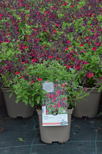 Visuel 1 du produit Sauge Arbustive Magical® Zambezi - Le pot de 2 litres