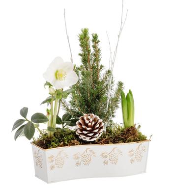 Visuel 1 du produit Composition d'Hellébore, Jacinthe et Épicéa. La jardinière 26 x 8 cm décor pomme de pin blanc.