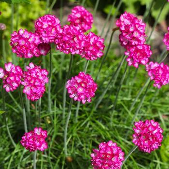 Visuel 1 du produit Gazon d’Espagne ‘Morning Star Deep Rose’ - Le pot de 2 litres