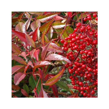 Visuel 1 du produit Bambou Céleste rouge. Le pot de 7,5 litres, 40/60 cm